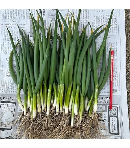 Amazon｜徳島レンコン苗4本 根付き｜観葉植物 オンライン通販